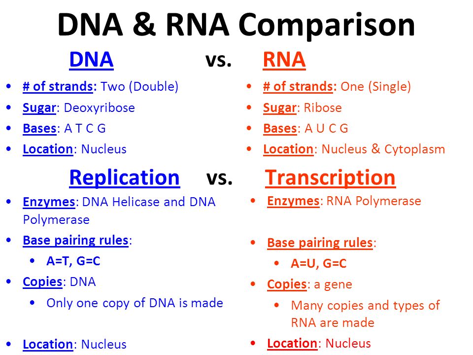DNA & RNA Comparison DNA vs. RNA Replication vs. Transcription