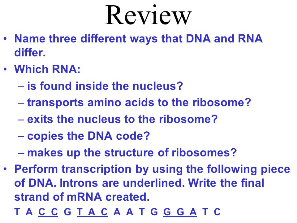Review Name three different ways that DNA and RNA differ. Which RNA: