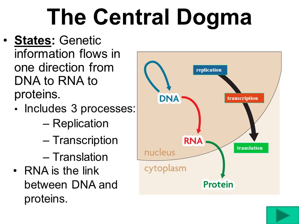 The Central Dogma States: Genetic information flows in one direction from DNA to RNA to proteins. replication.