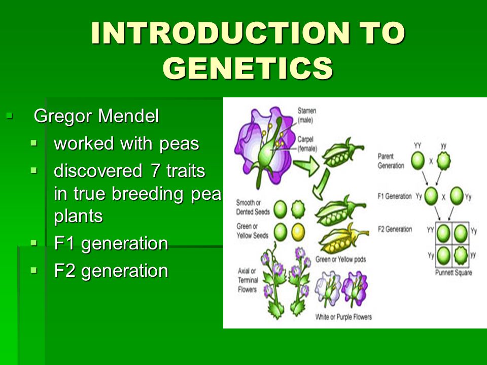 Introduction to Genetics. Gregor Mendel works Original. Introduction ppt.