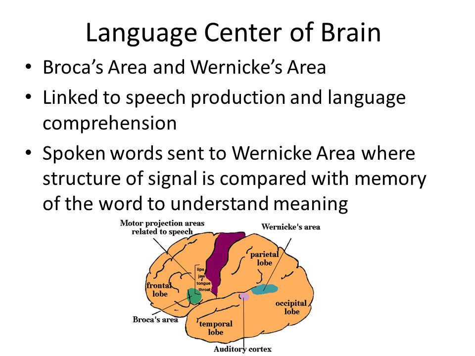 Phineas Gage and the Language Center of the Brain Biology Diagrams