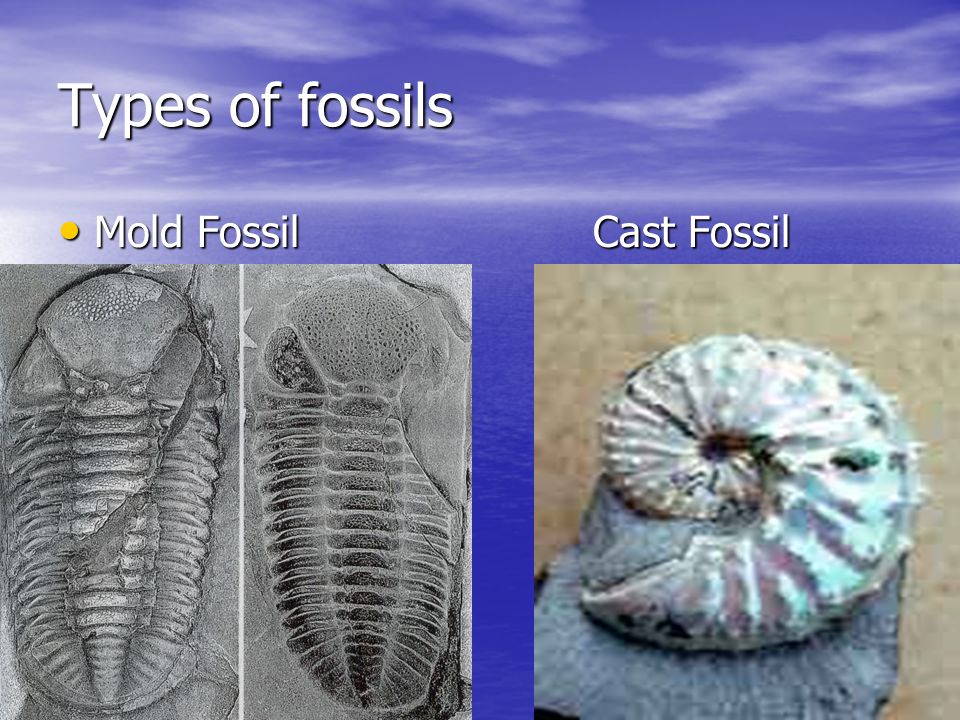 Fossils +/*0 / ppt video online download
