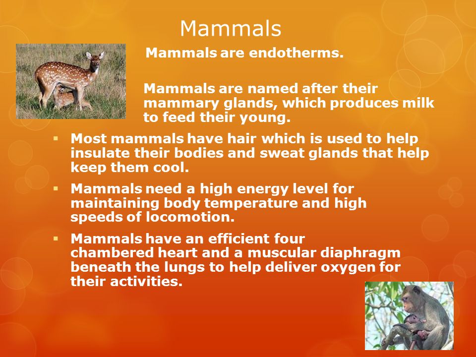 Vertebrates. - ppt video online download