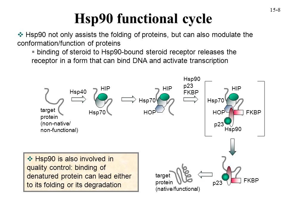 15-8 Hsp90 functional cycle. Hsp90 not only assists the folding of proteins, but can also modulate the conformation/function of proteins.