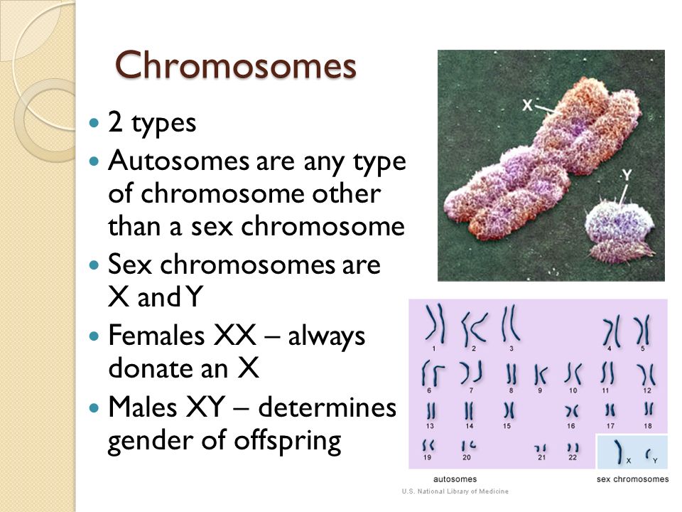 Unmasking A Role For Sex Chromosomes In Gene Silencing