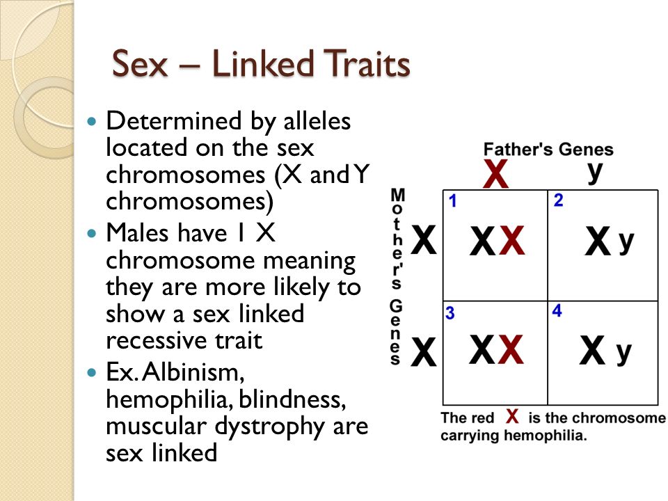 Pedigree Analysis Of Sex Linked Recessive Traits