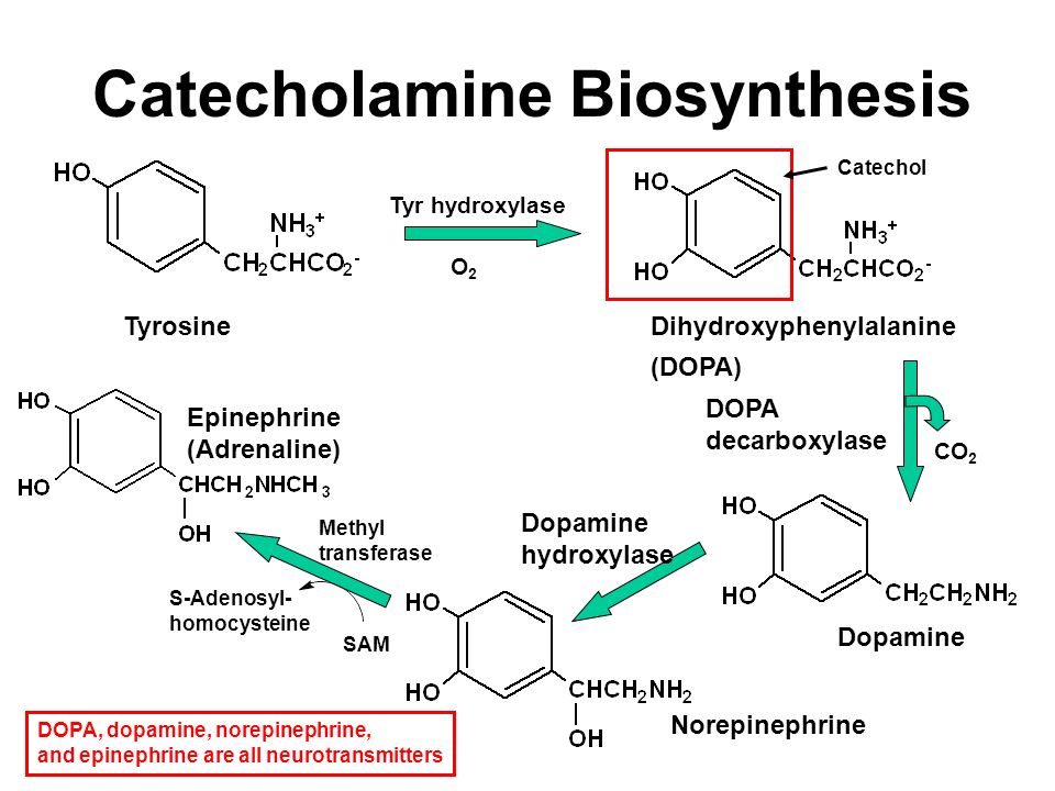 Дофамин гидроксилаза. Тирозин Дофа дофамин норадреналин адреналин. Синтез дофамина из тирозина. Допамин адреналин.