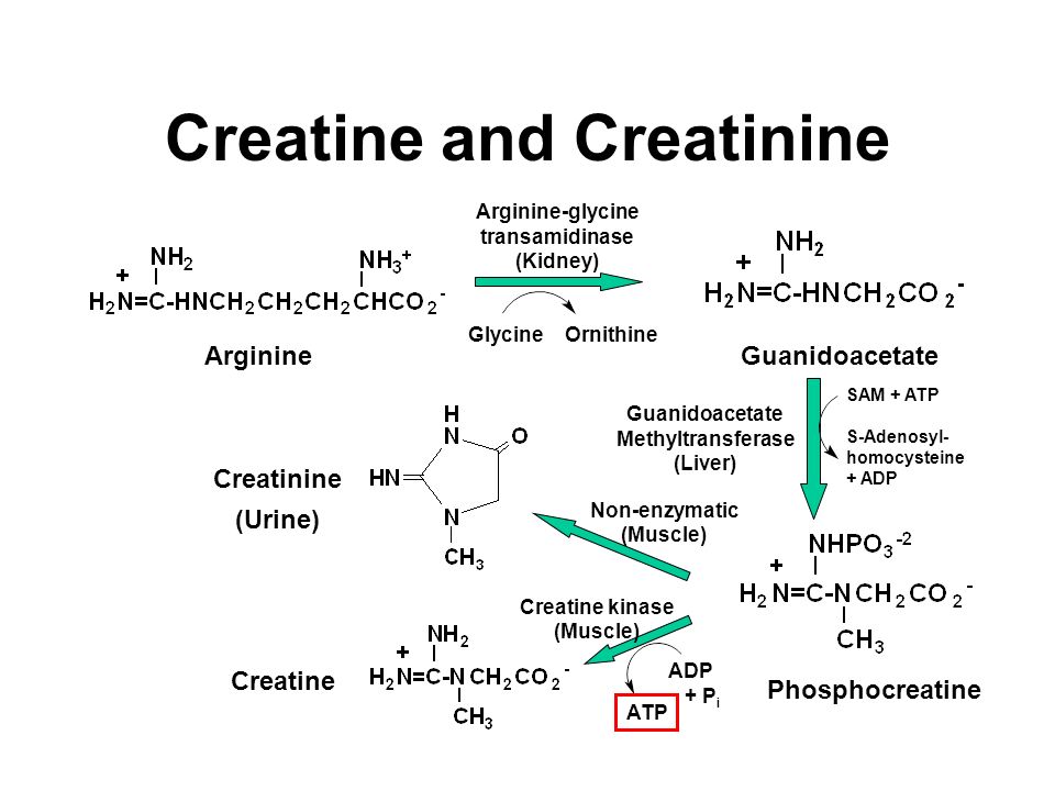 Кето аминокислоты. Синтез креатина биохимия. Креатин и креатинин. Креатин формула биохимия. Орнитин аргинин биохимия.