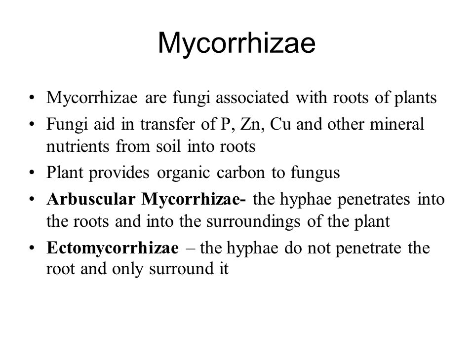 Mycorrhizae Mycorrhizae are fungi associated with roots of plants