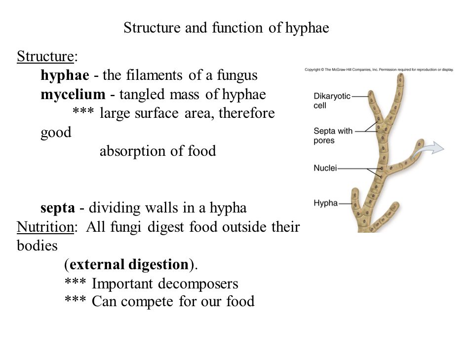 Structure and function of hyphae