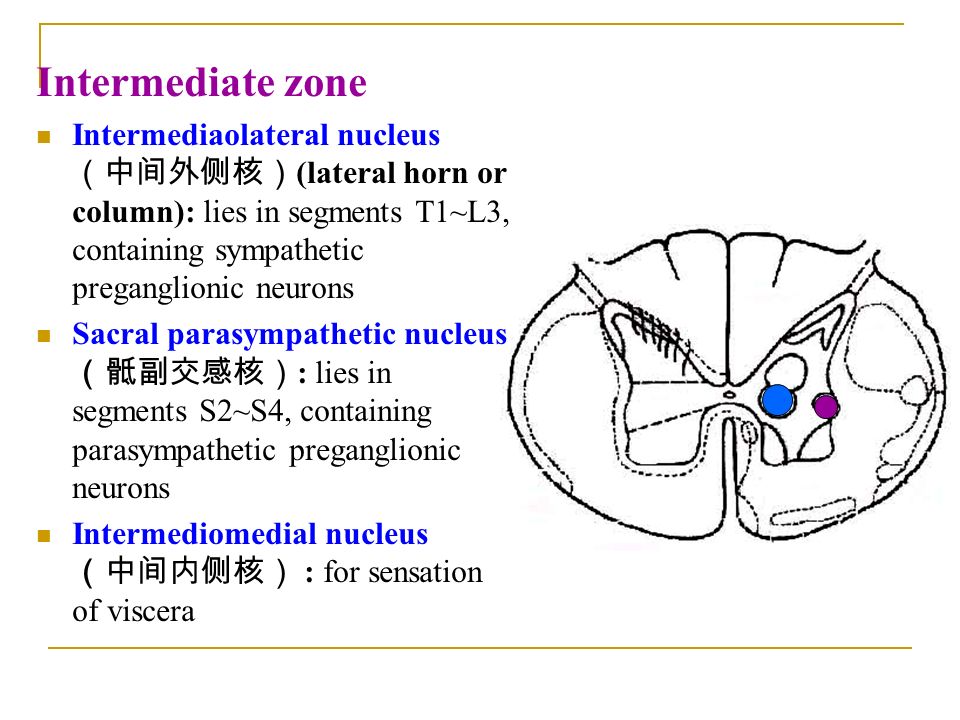 the nervous system 山东大学医学院解剖教研室李振华 ppt video online download