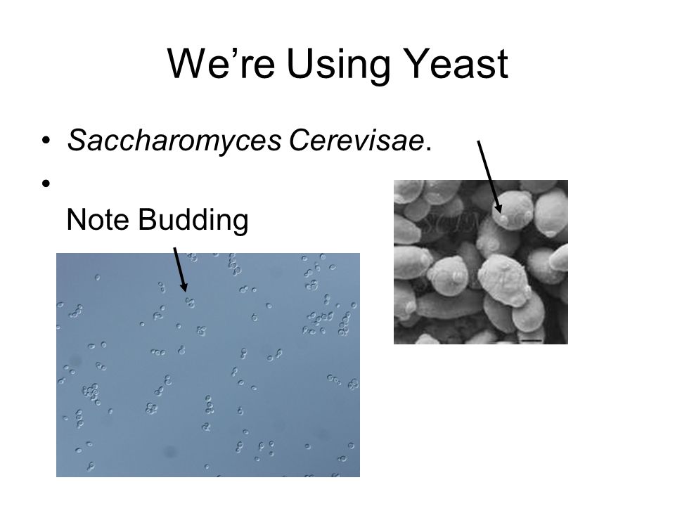 We’re Using Yeast Saccharomyces Cerevisae. Note Budding