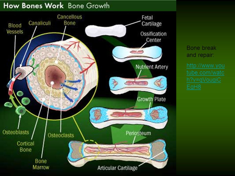 Bone works. Боун Воркс. Cortical Bone. Конъюнктива анатомия физиология. Bone marrow artery.