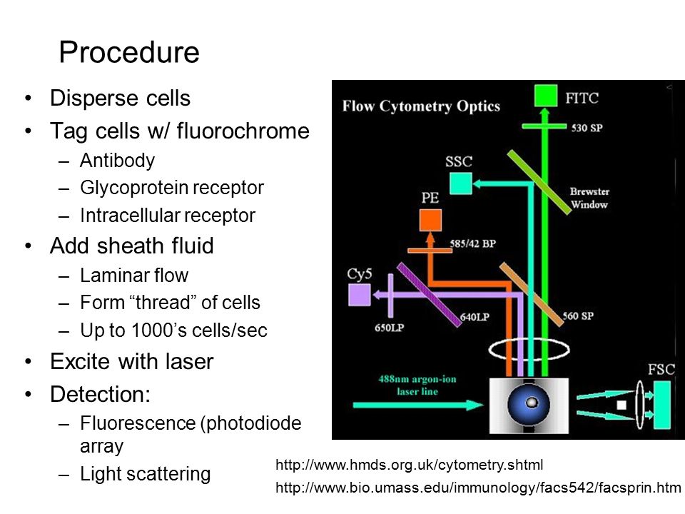 Procedure Disperse cells Tag cells w/ fluorochrome Add sheath fluid