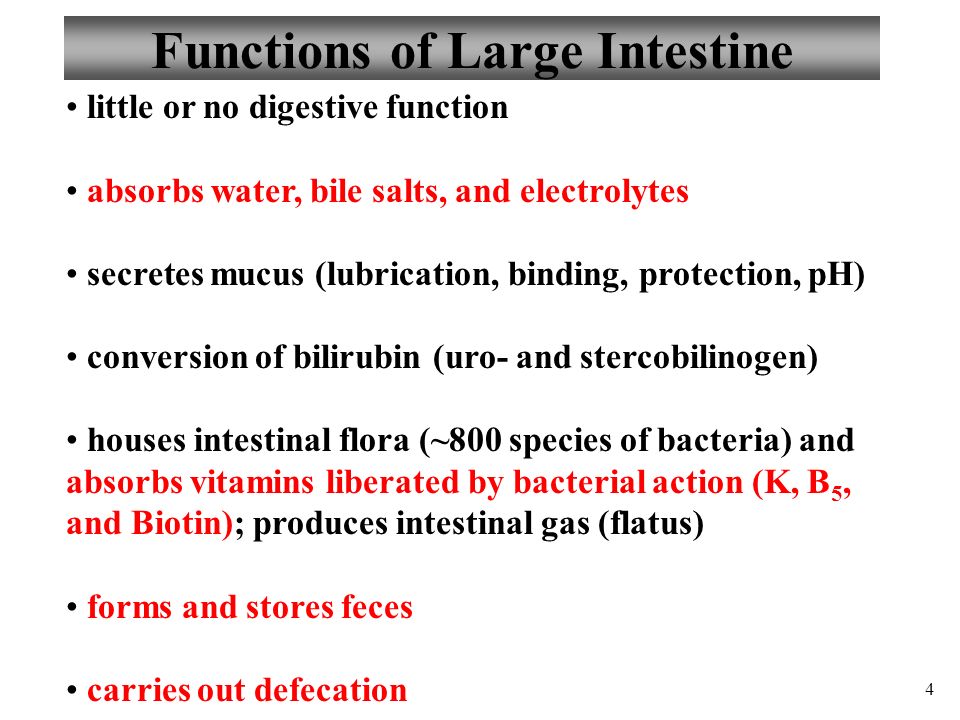 Anatomy And Physiology Part 3 Large Intestine And Defecation Ppt Video Online Download