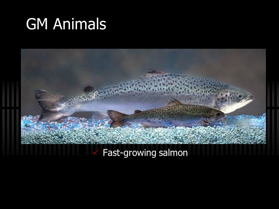 GM Animals Fast-growing salmon