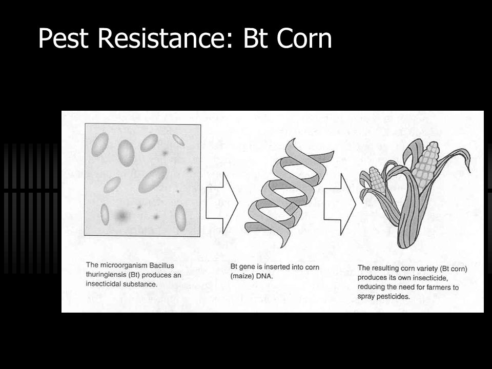 Pest Resistance: Bt Corn