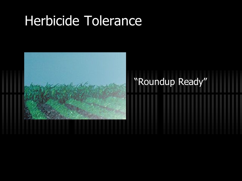 Herbicide Tolerance Roundup Ready