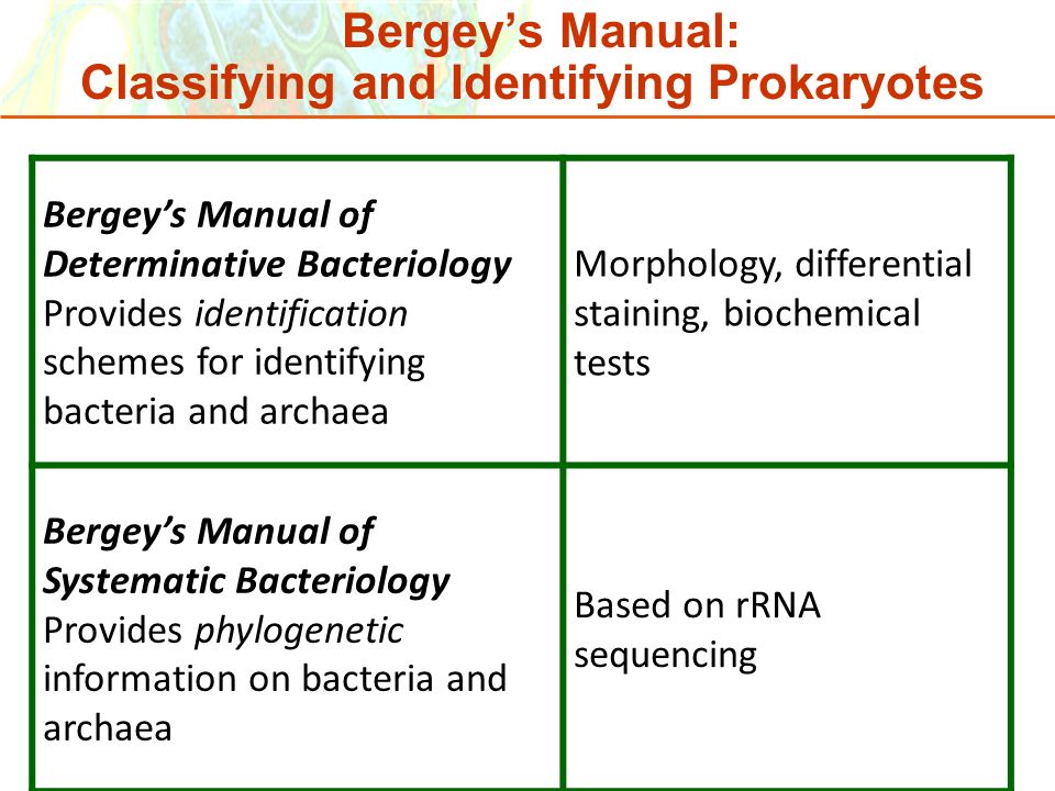 Bergey S Manual Online Flow Chart