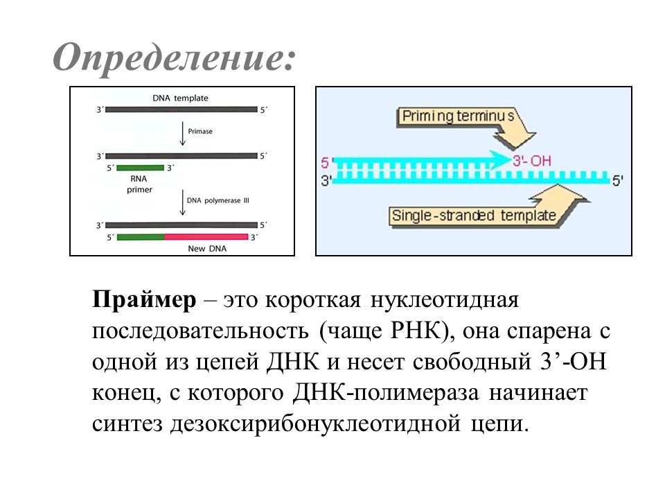 Рнк затравка. РНК праймер в репликации ДНК функции. Праймер при репликации ДНК. Репликация ДНК Синтез праймера. Праймеры биология.