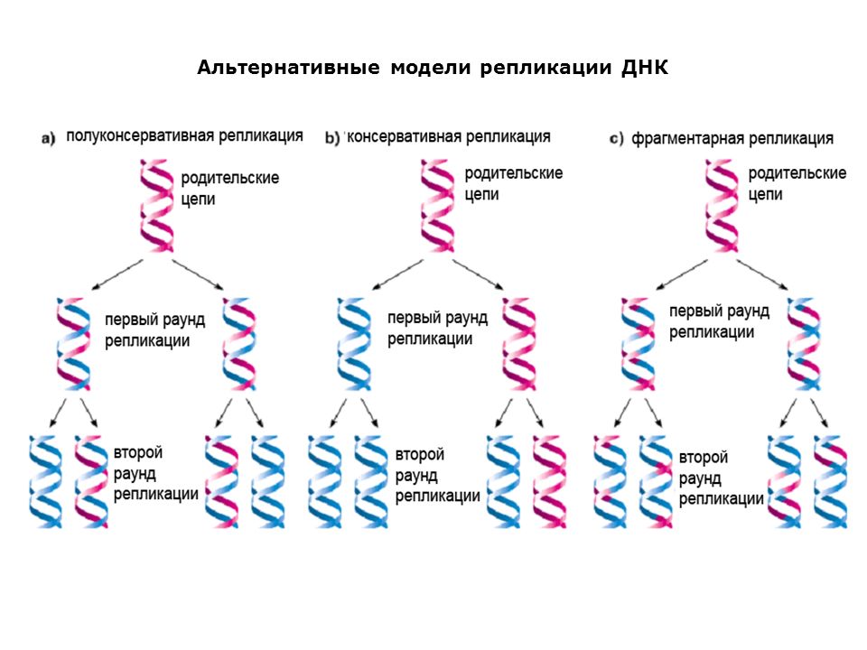Удваивается молекула днк. Схема репликации ДНК эукариот. Модели репликации ДНК. Полуконсервативный механизм репликации ДНК. Модель процесса репликации ДНК.
