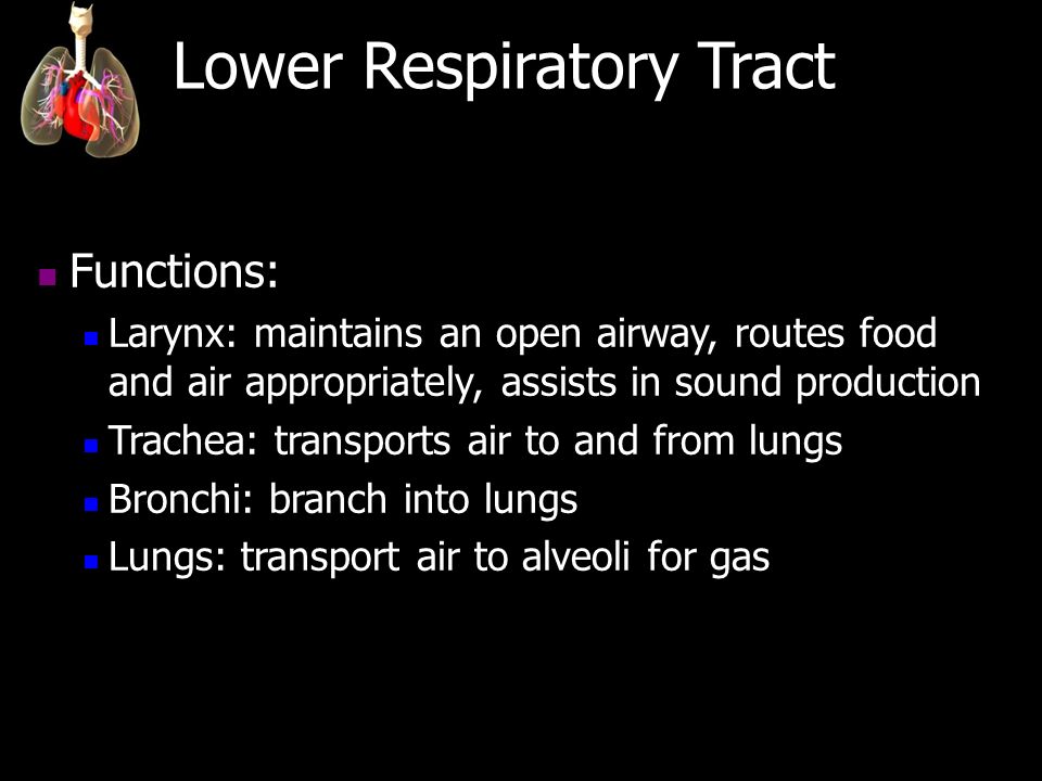 Respiratory System. - ppt download