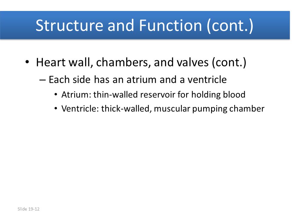 Structure and Function (cont.)