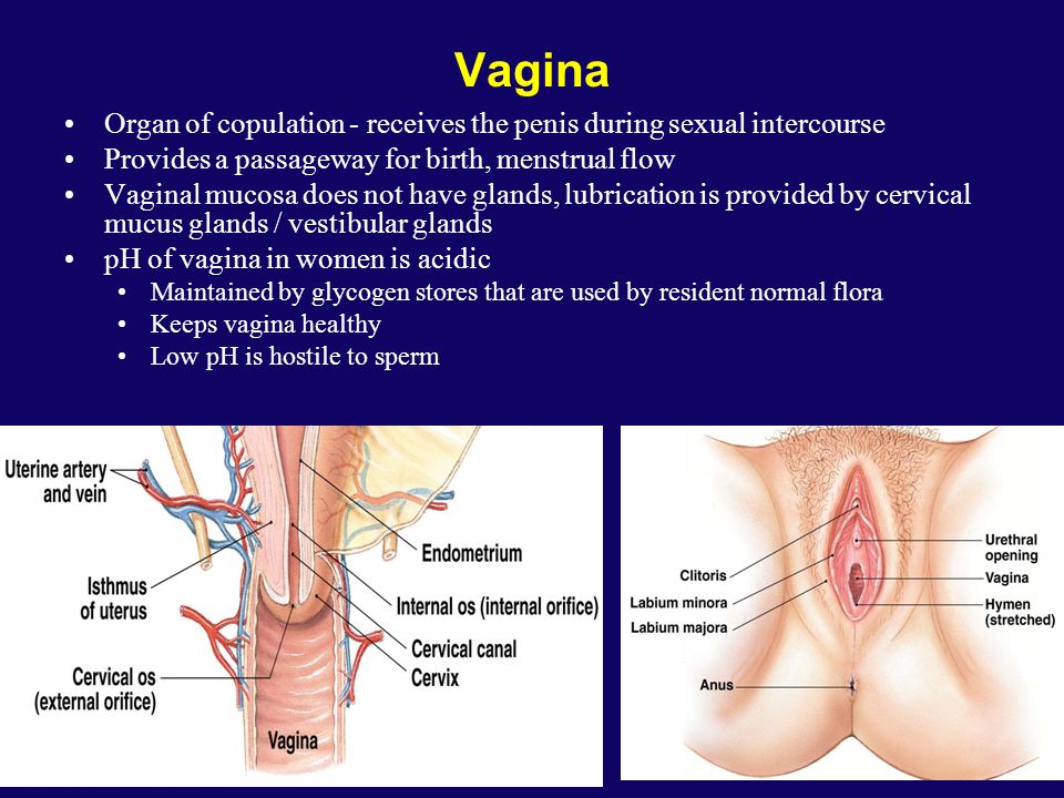 Ladies And Gentlemen, The Vulva