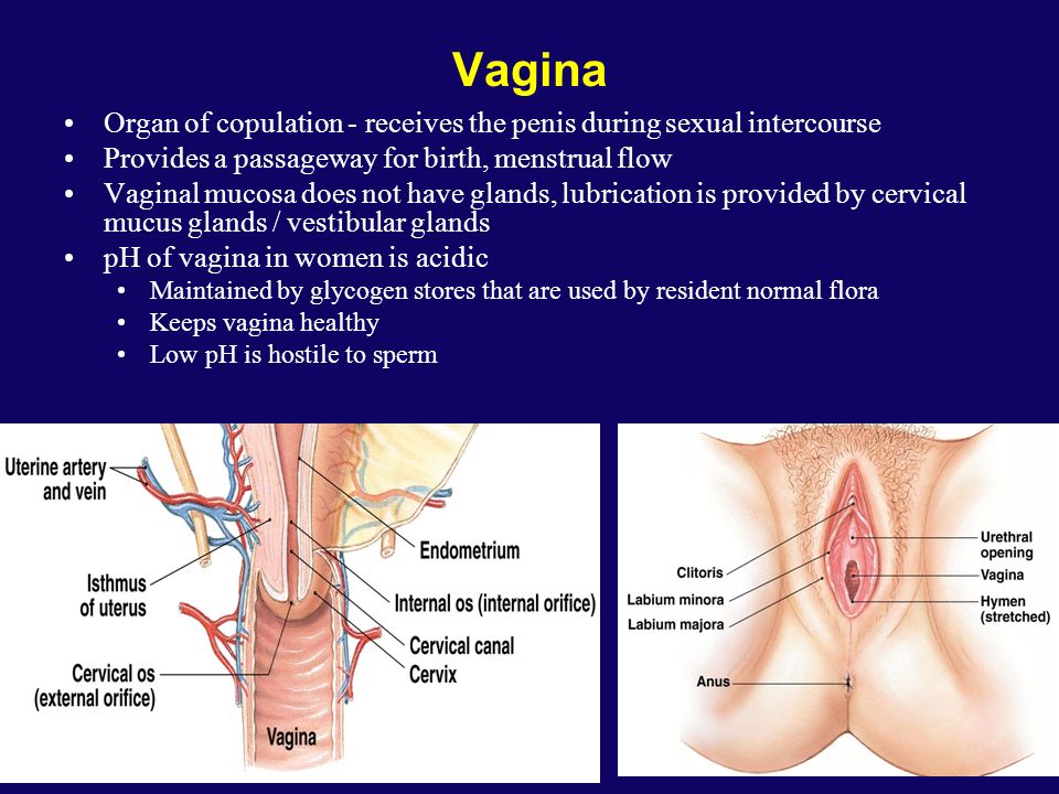 Sexual Pain Disorders In Women