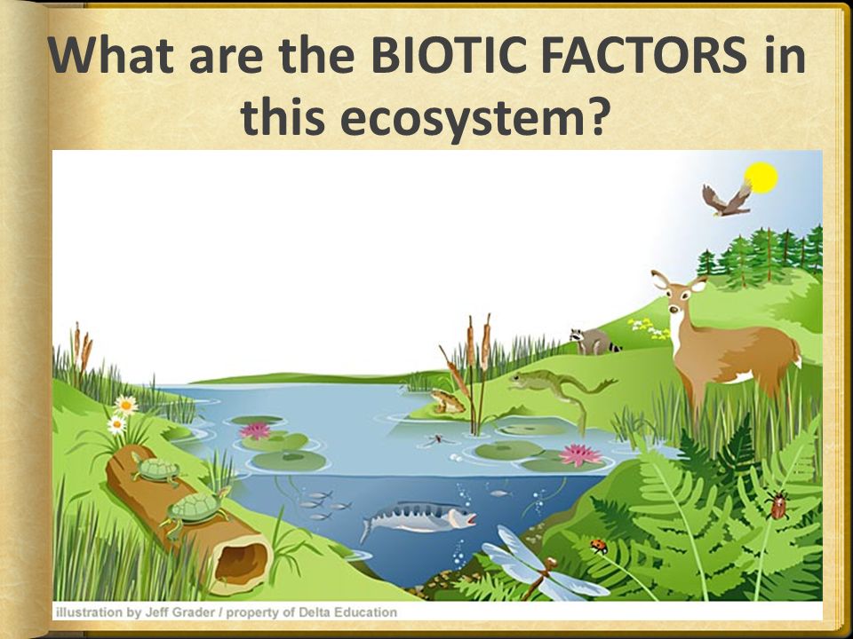 Presentation on theme: "Abiotic and Biotic Factors"- Presentation...