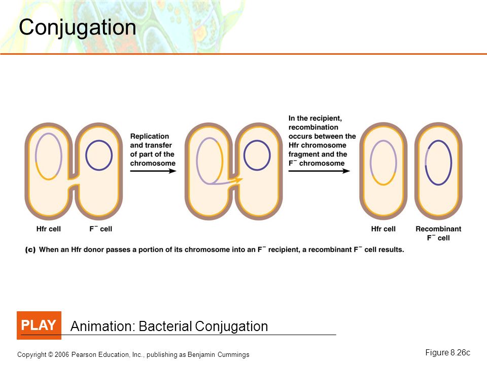 8 Microbial Genetics. - ppt video online download