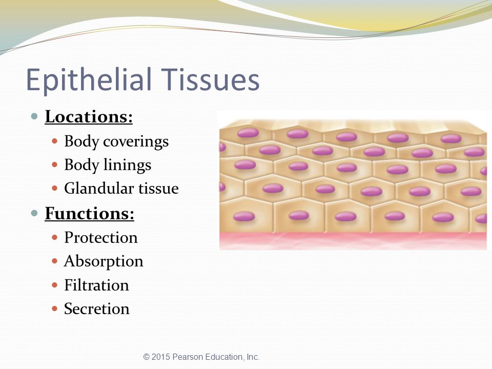 Chapter 3: Epithelial Tissues - ppt video online download