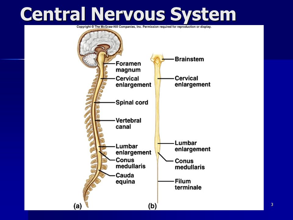 what is the function of the nervous system