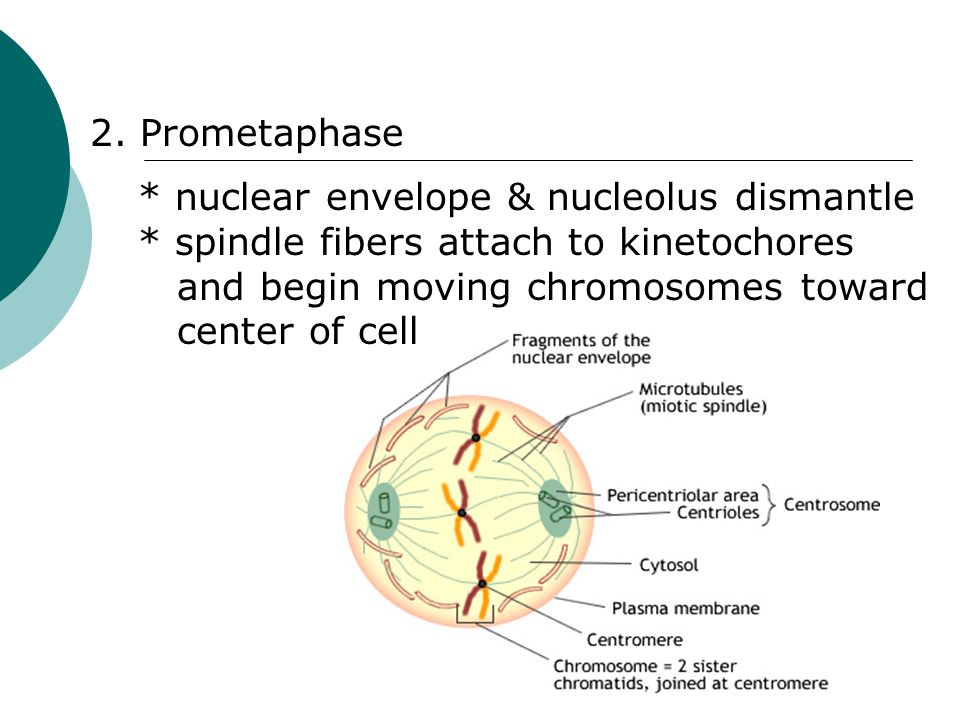 spindle fibers attach to kinetochores during _____