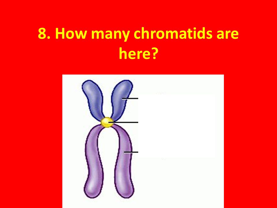 chromatids are