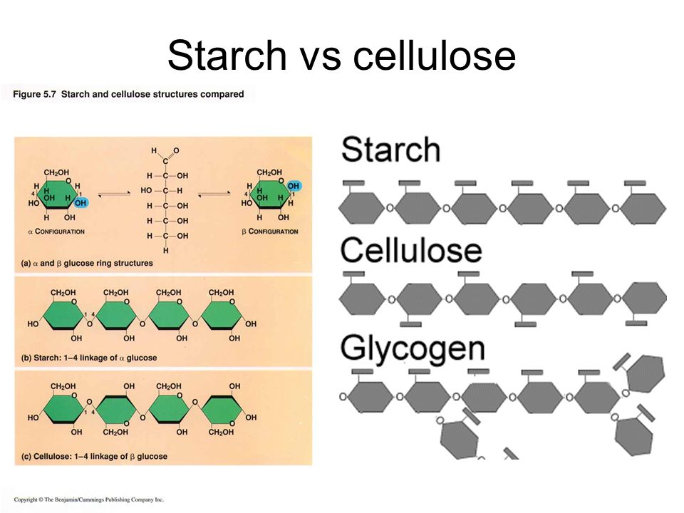 difference between starch and glycogen