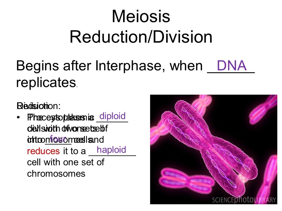 Meiosis and Sexual Reproduction Biology Diagrams