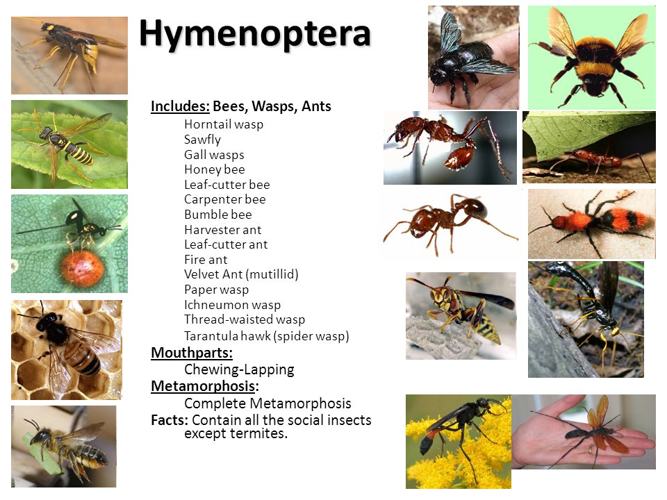 Hymenoptera Includes: Bees, Wasps, Ants Horntail wasp Mouthparts: