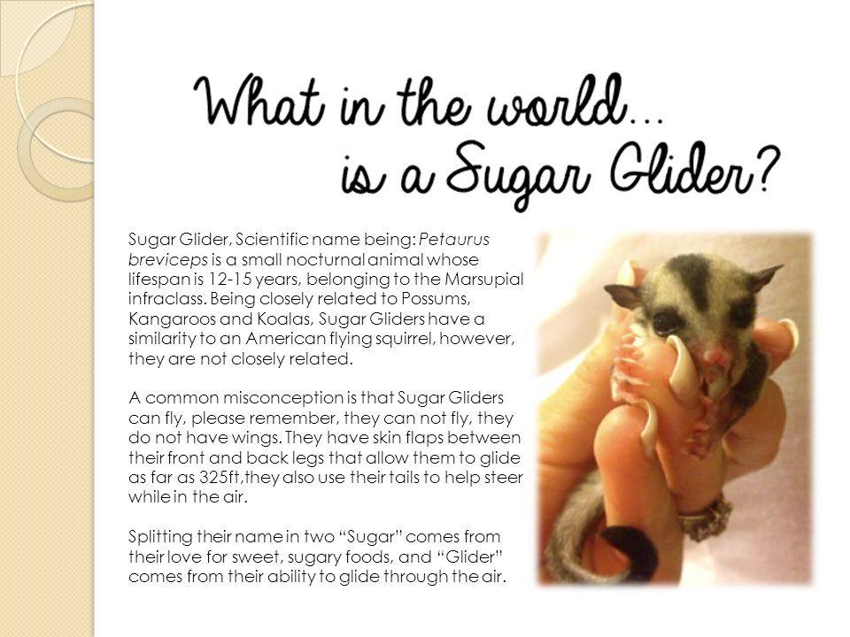 Sugar Glider, Scientific name being: Petaurus breviceps is a small  nocturnal animal whose lifespan is years, belonging to the Marsupial  infraclass. - ppt video online download