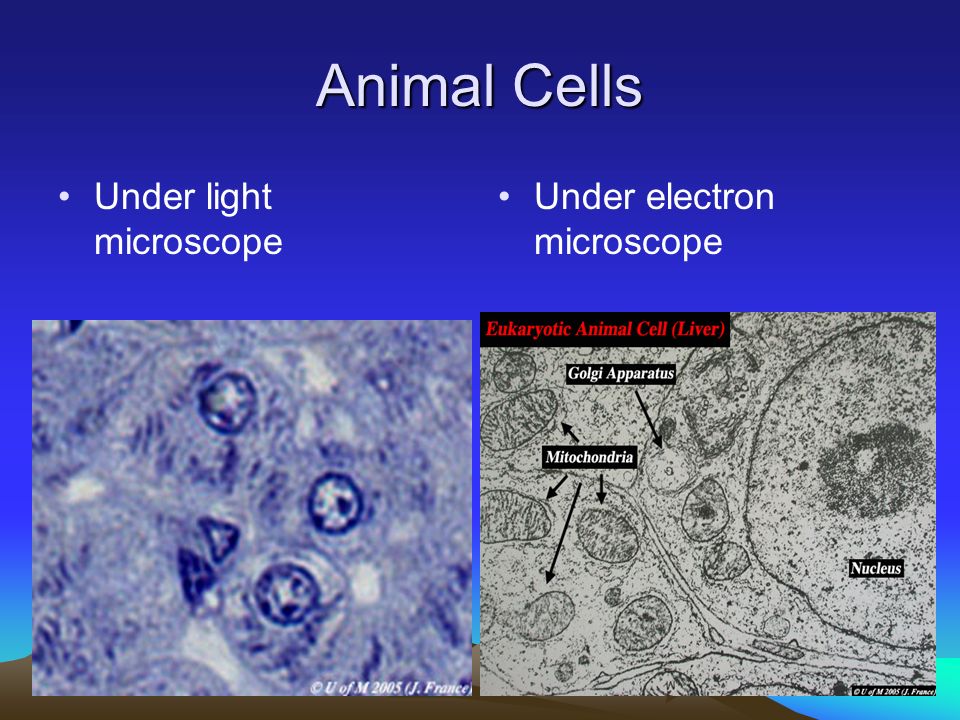 Cells and Cell Systems. - ppt download
