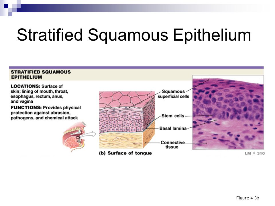 Lab Exercise #7 Epithelial Tissues. - ppt download