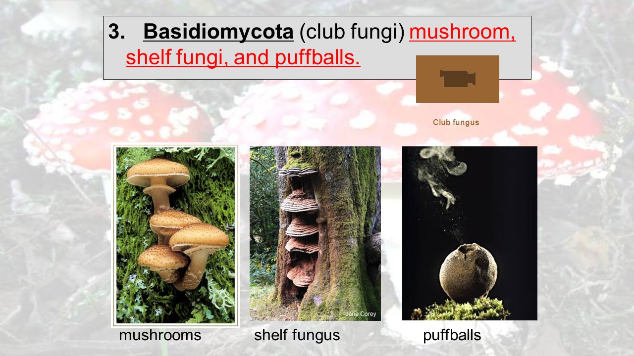 Fungus Chapter 19 Cool Fungus Facts Ppt Download