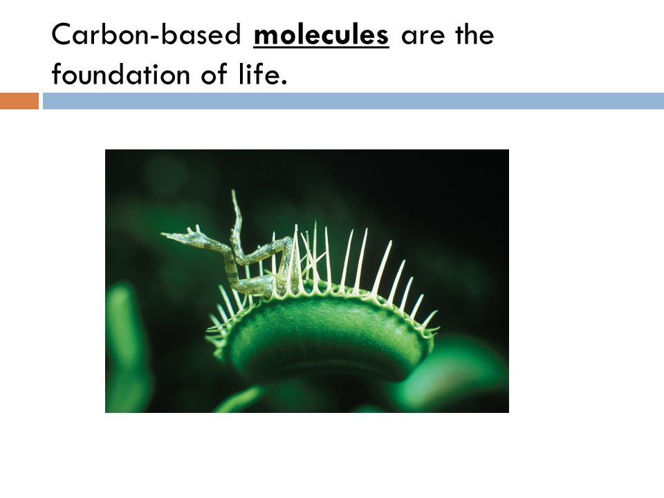 Carbon-based molecules are the foundation of life.