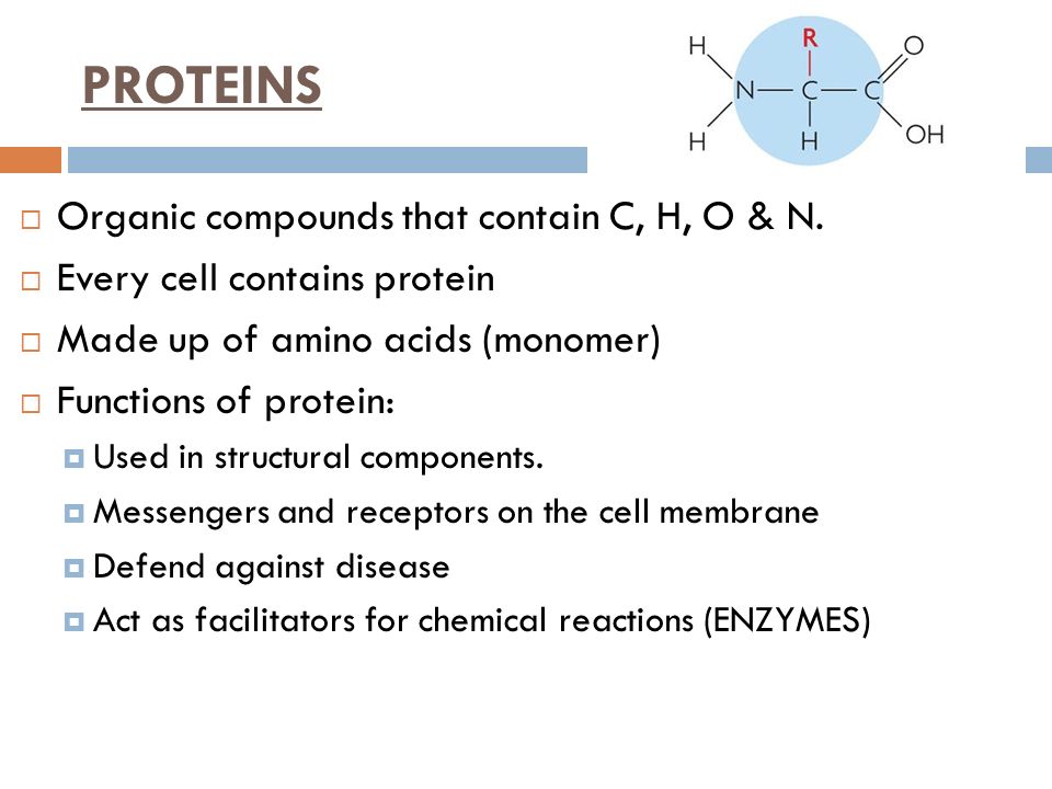 PROTEINS Organic compounds that contain C, H, O & N.
