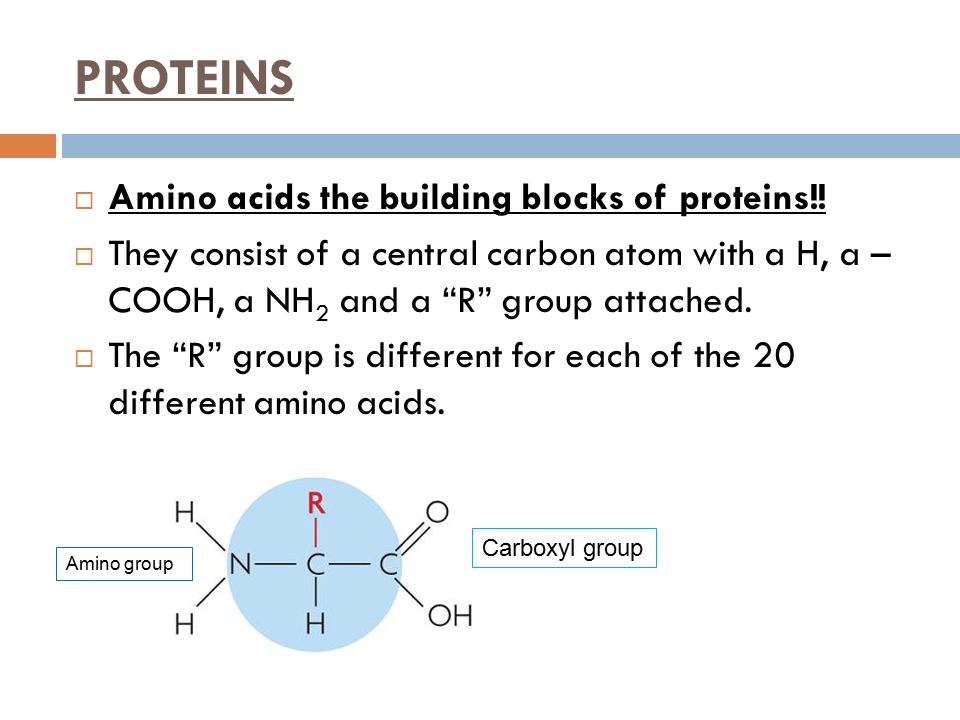 PROTEINS Amino acids the building blocks of proteins!!
