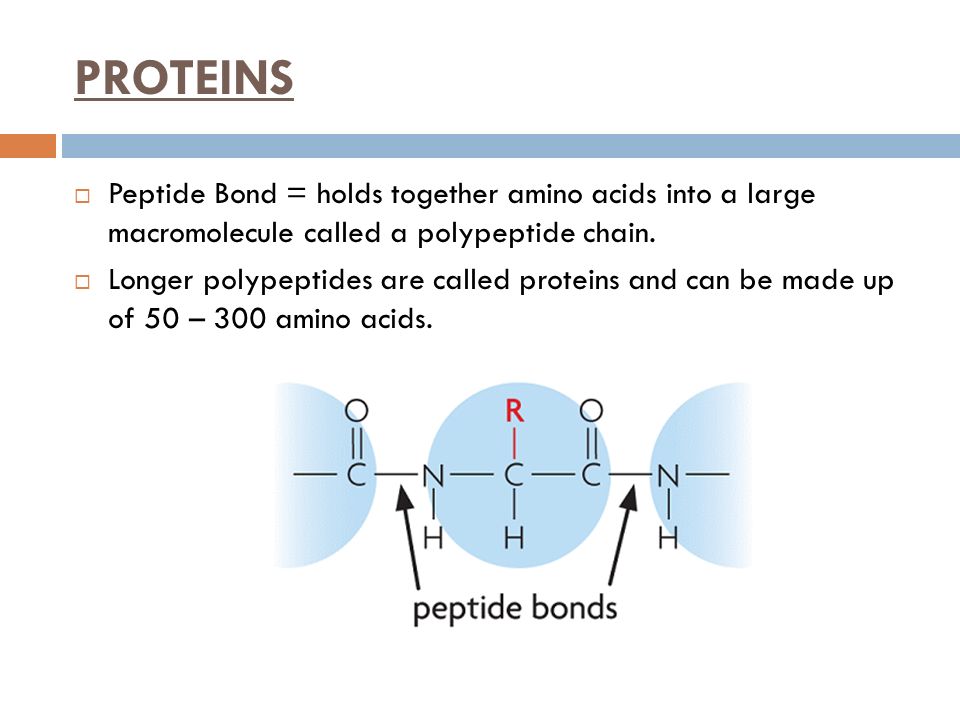 PROTEINS Peptide Bond = holds together amino acids into a large macromolecule called a polypeptide chain.