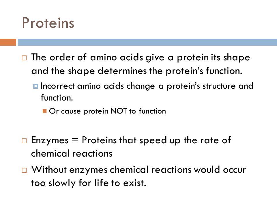 Proteins The order of amino acids give a protein its shape and the shape determines the protein’s function.
