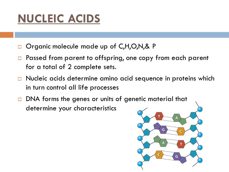 NUCLEIC ACIDS Organic molecule made up of C,H,O,N,& P