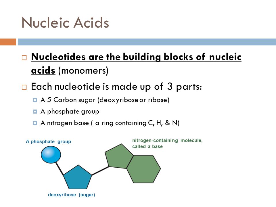 Nucleic Acids Nucleotides are the building blocks of nucleic acids (monomers) Each nucleotide is made up of 3 parts:
