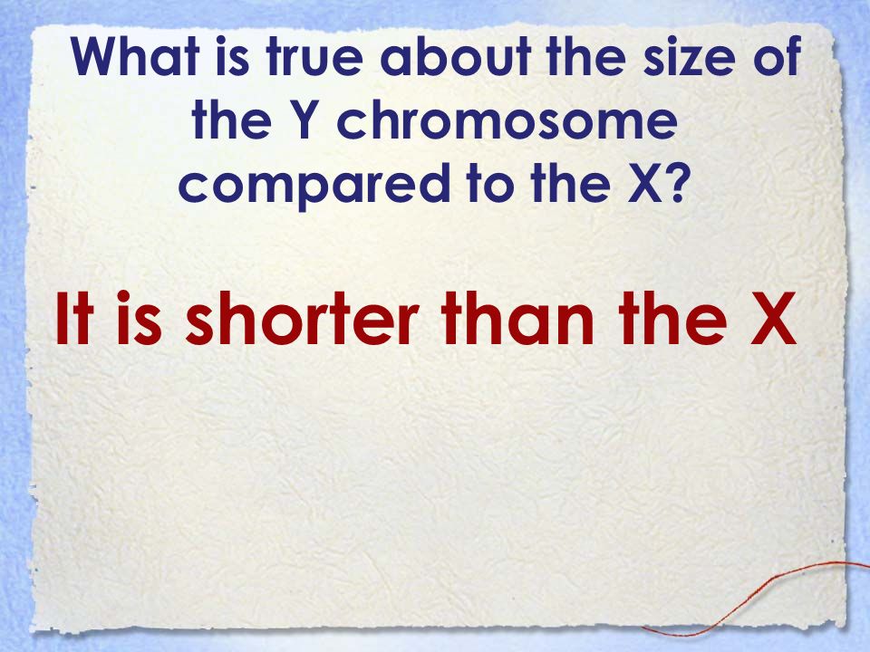 What is true about the size of the Y chromosome compared to the X